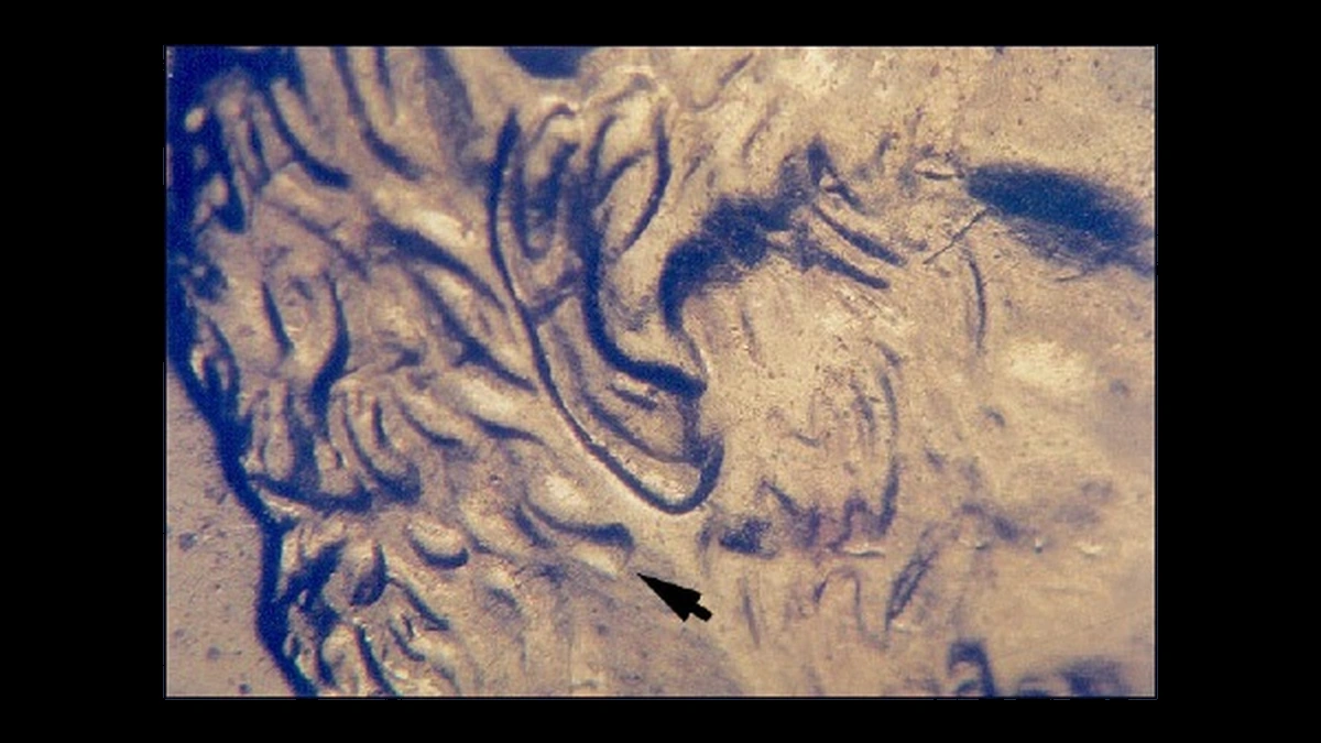 2002 Lincoln Penny: Doubled Die Obverse