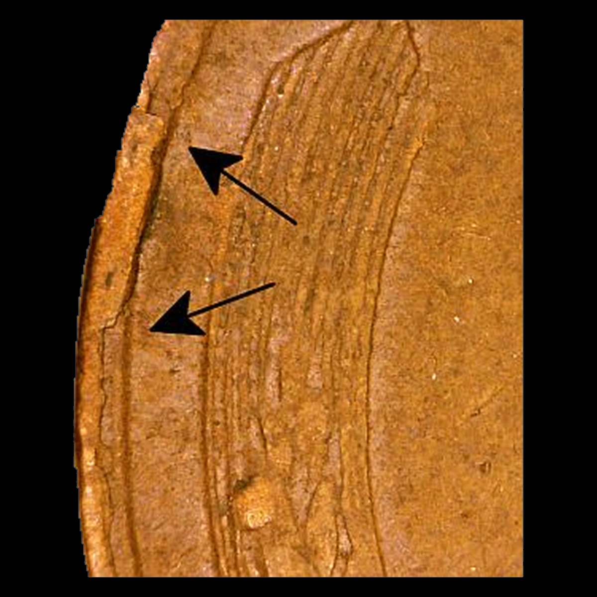 1955 Lincoln Cent (Wheat Reverse): Collar Error