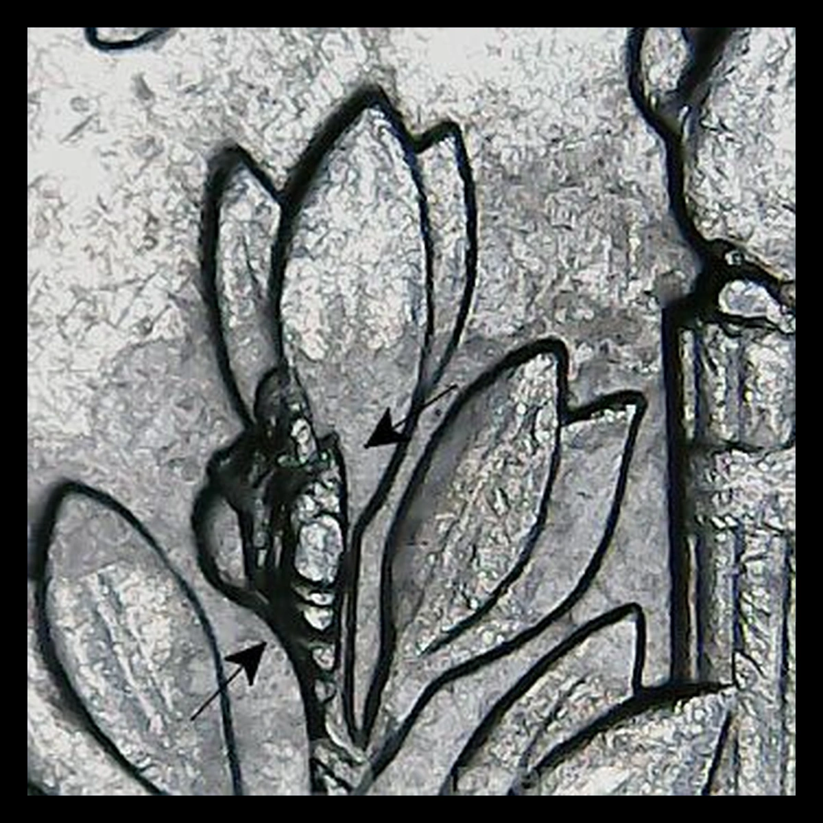 2002 Roosevelt Dime: Die Crack / Die Chip